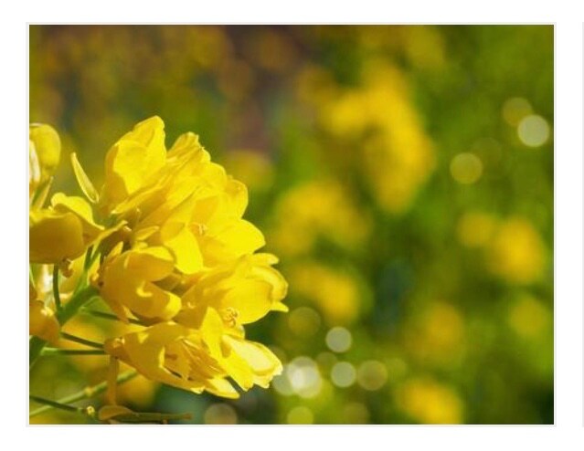 立春！はじまりの春