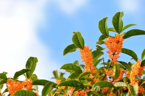 ストレスでむくみ顔に？小顔矯正と美容整体で美しく痩せる秋ケア