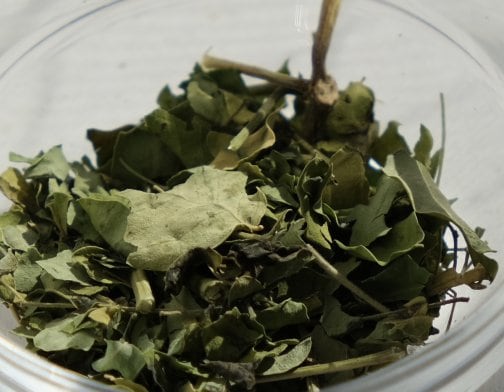 よもぎ蒸しのハーブ「モリンガ」