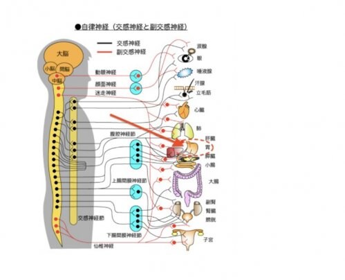 自律神経を整える方法