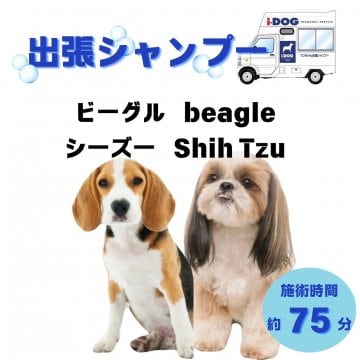 ビーグル/シーズーのシャンプー(75分)|オープン記念価格
