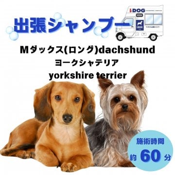 Mダックス（ロング）/ヨークシャテリアのシャンプー(75分)|オープン記念価格