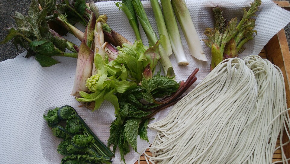 春の山菜天ぷら始まりました!