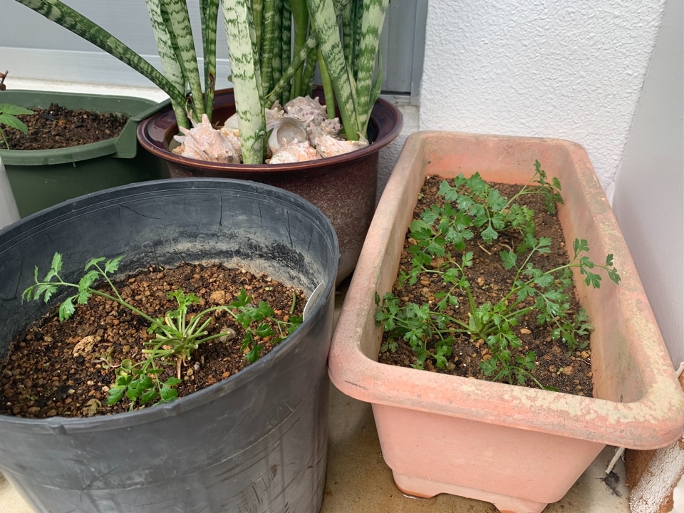 自家製は究極の自己満足🌱