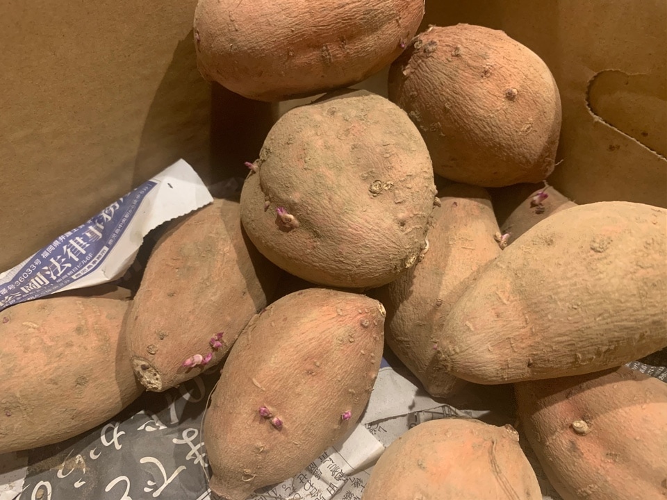 素材良ければ全てよし