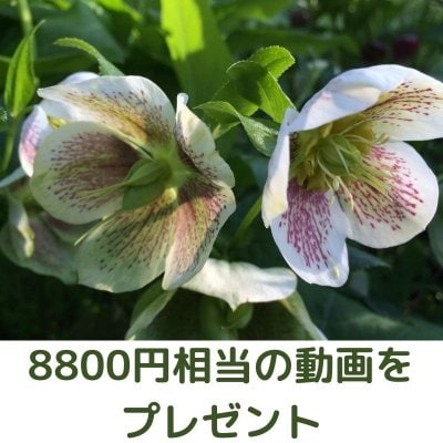 「特別講義:予防と治療の新しい視点〜内なる周波数の整え方」のオンライン動画をプレゼント(8800円相当)