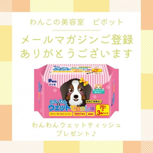 メルマガ初回ご登録特典！わんわんウェットティッシュプレゼント　※店頭にてお渡し