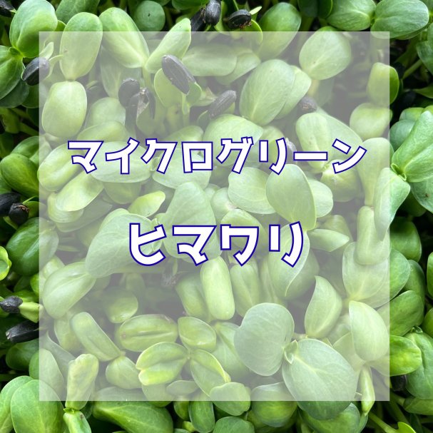 【初回限定】マイクログリーンヒマワリ１パックプレゼント☆★