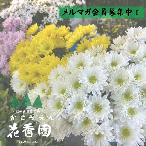 メルマガ登録で選べるプレゼント！小菊・槙・榊の中からお選びください。