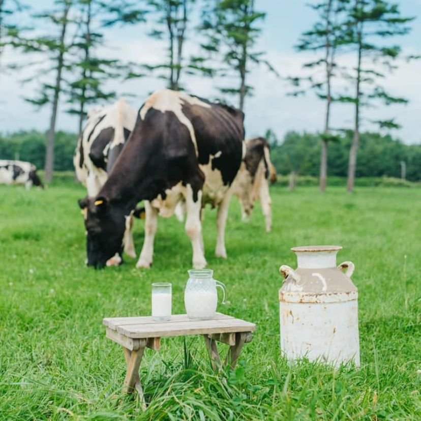 北海道十勝 鈴木牧場 【日本一のオーガニック牧場】