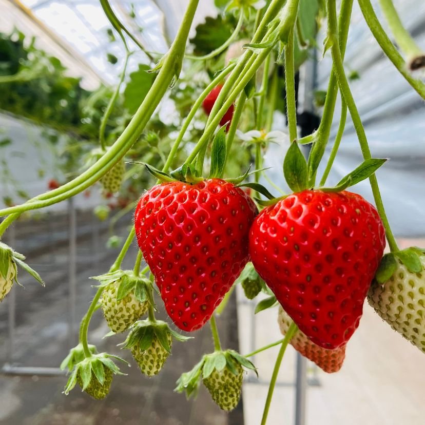 株式会社山元ヒルズファーム