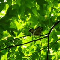 重曹で安心を届けたい|万能液剤|株式会社セイフティ旭川