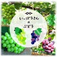 農家直送！岡山県産　いっぽうさんのぶどう