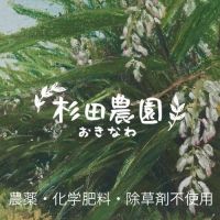 杉田農園おきなわ