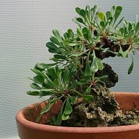 沖縄県宮古島の盆栽通販　平良商店