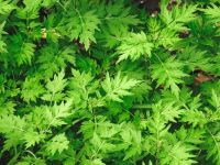 organic salon くらね