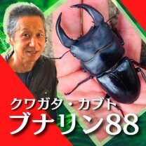 世界のクワガタムシ・カブトムシ『ブナリン88』