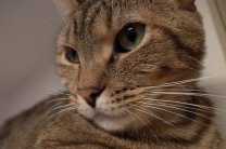 ハウスクリーニング岐阜