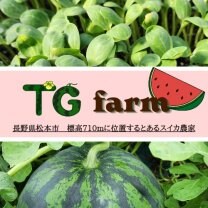 長野県松本市今井のスイカ農家 TG farm