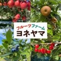 長野県松川町フルーツファームヨネヤマ