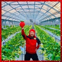 strawberry farm まあと工房