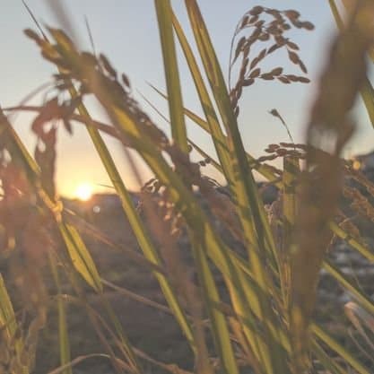 【 お日さま農園 】