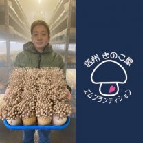 エムプランティション