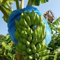 渡嘉敷農園（とかしきのうえん）沖縄