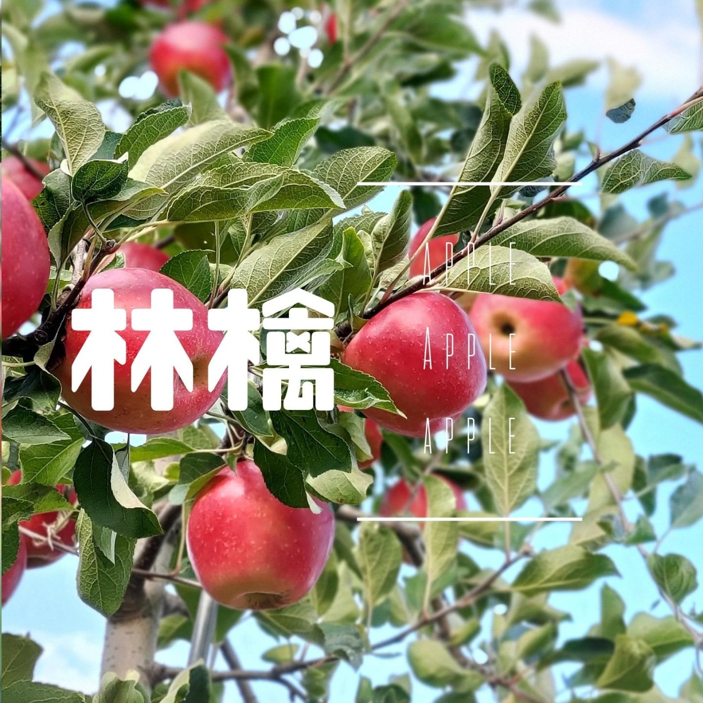 長野県安曇野の果樹園【蔵ノ果kuranoka】(りんご/桃/栗)オンライン