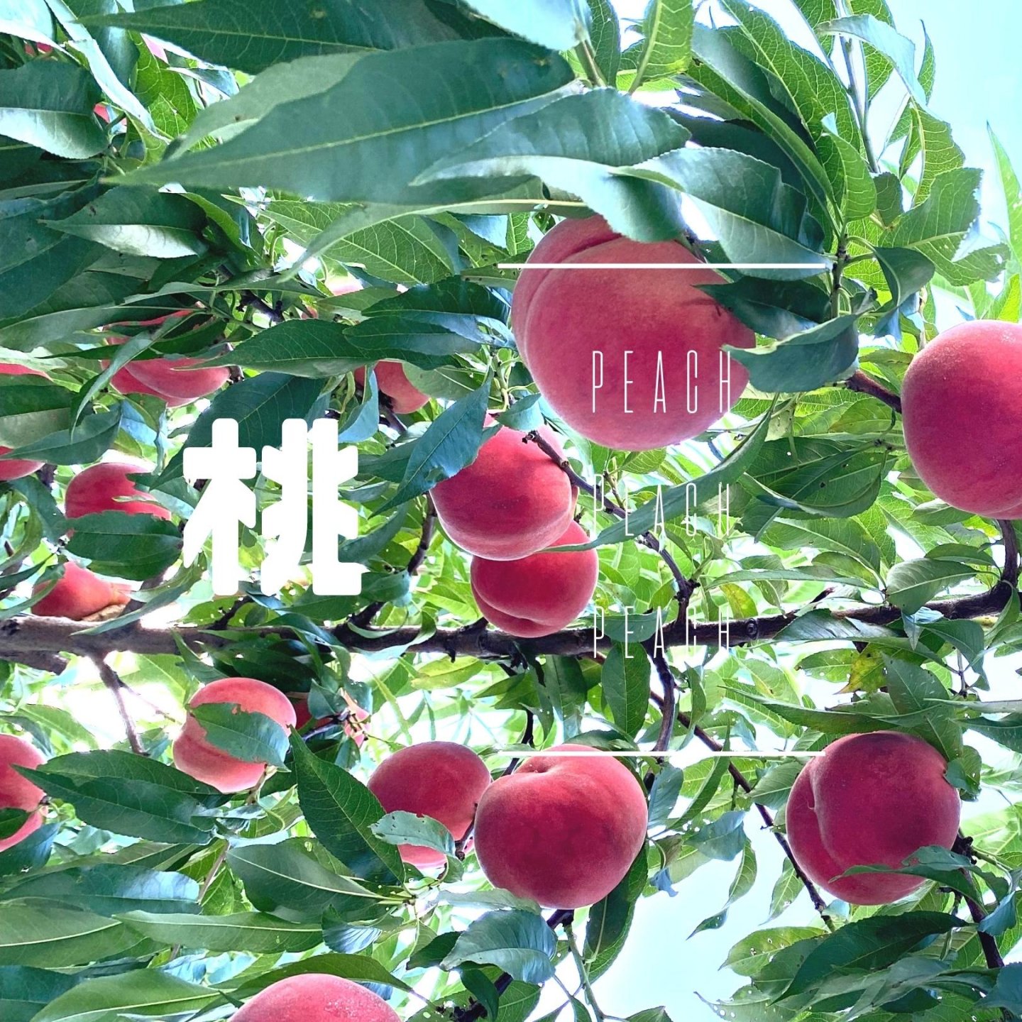 長野県安曇野の果樹園【蔵ノ果kuranoka】(りんご/桃/栗)オンライン