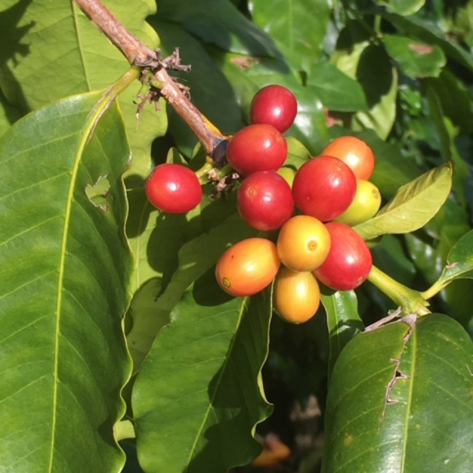 コナコーヒーの実