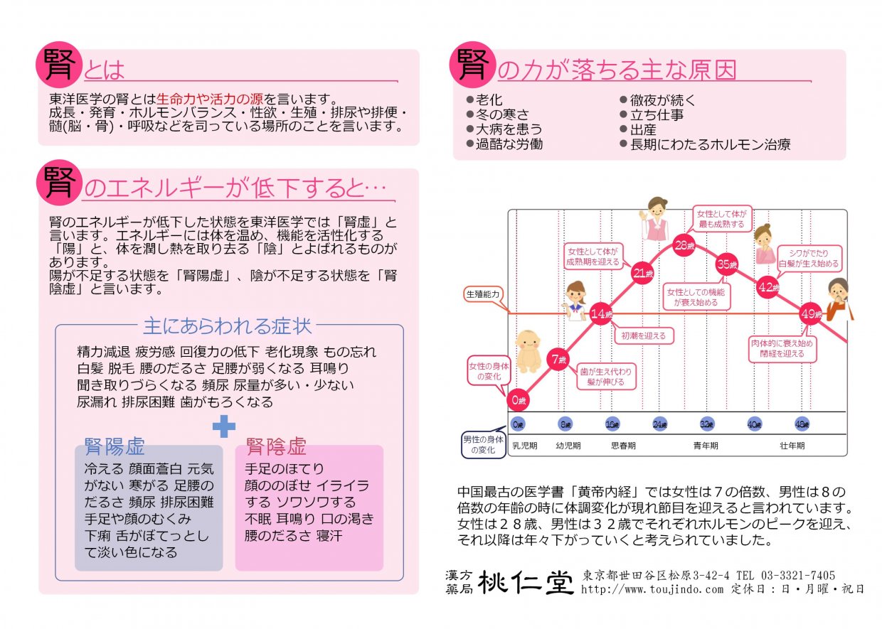 腎のはたらき｜桃仁堂