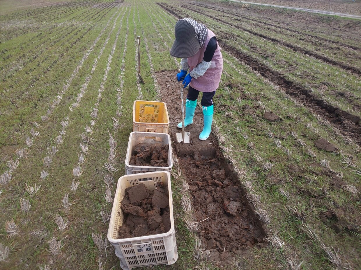 新潟自然栽培米通販/ミノリ農産