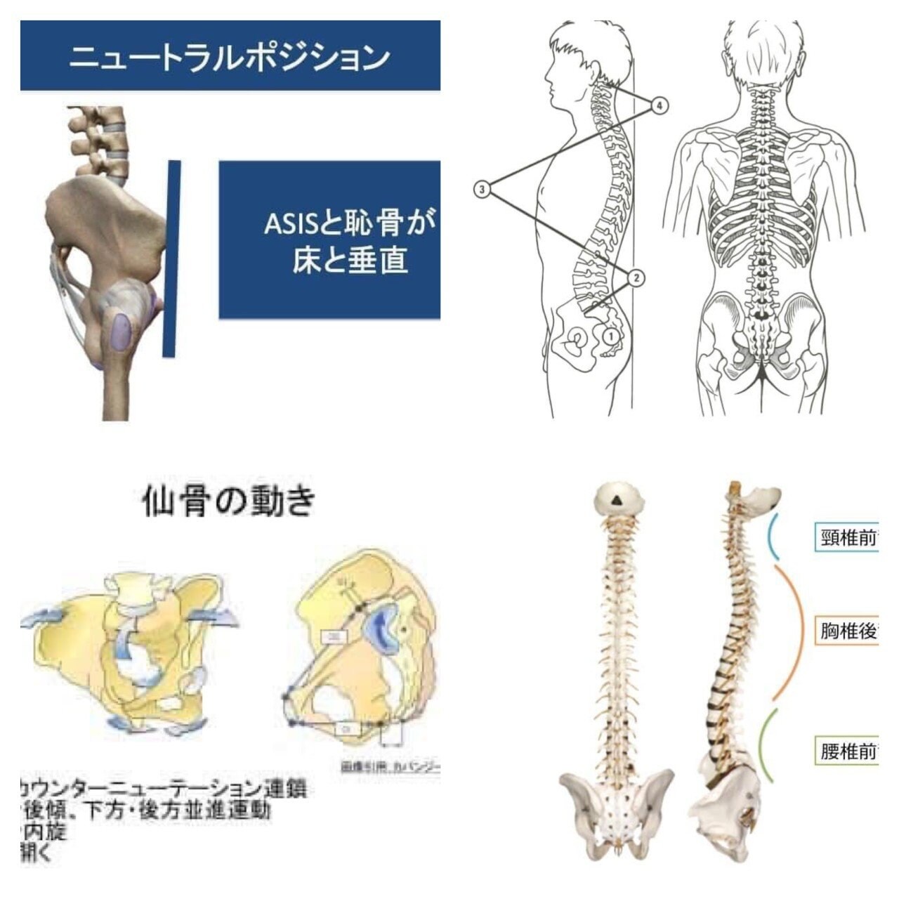 骨盤ベルトPelvis&Yo-Ki-Hiインナー TOTAL BODy PRO(トータルボディプロ)愛媛県松山市トップアスリートも通うスポーツ障害専門院 捻挫、肉離れ、オスグッドならお任せください。