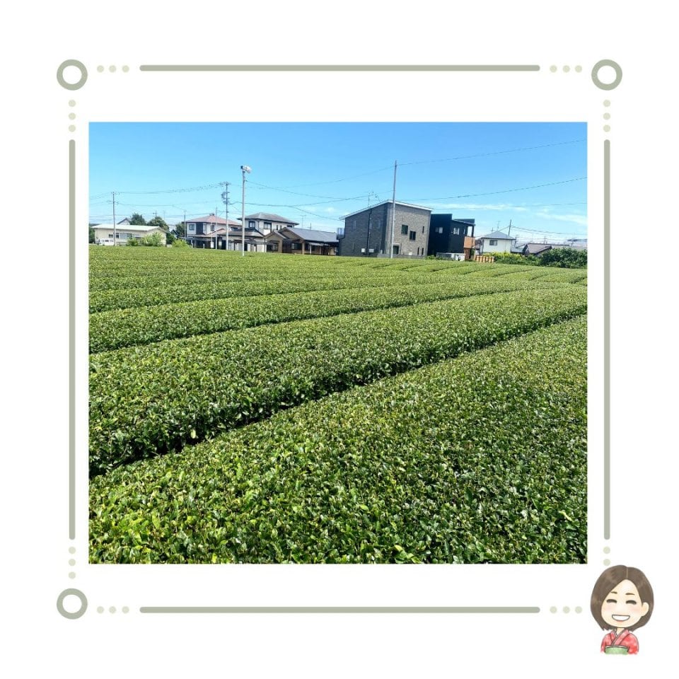 パステルアートアーティスト・結紋作家「絵がきや晴加-haruka」