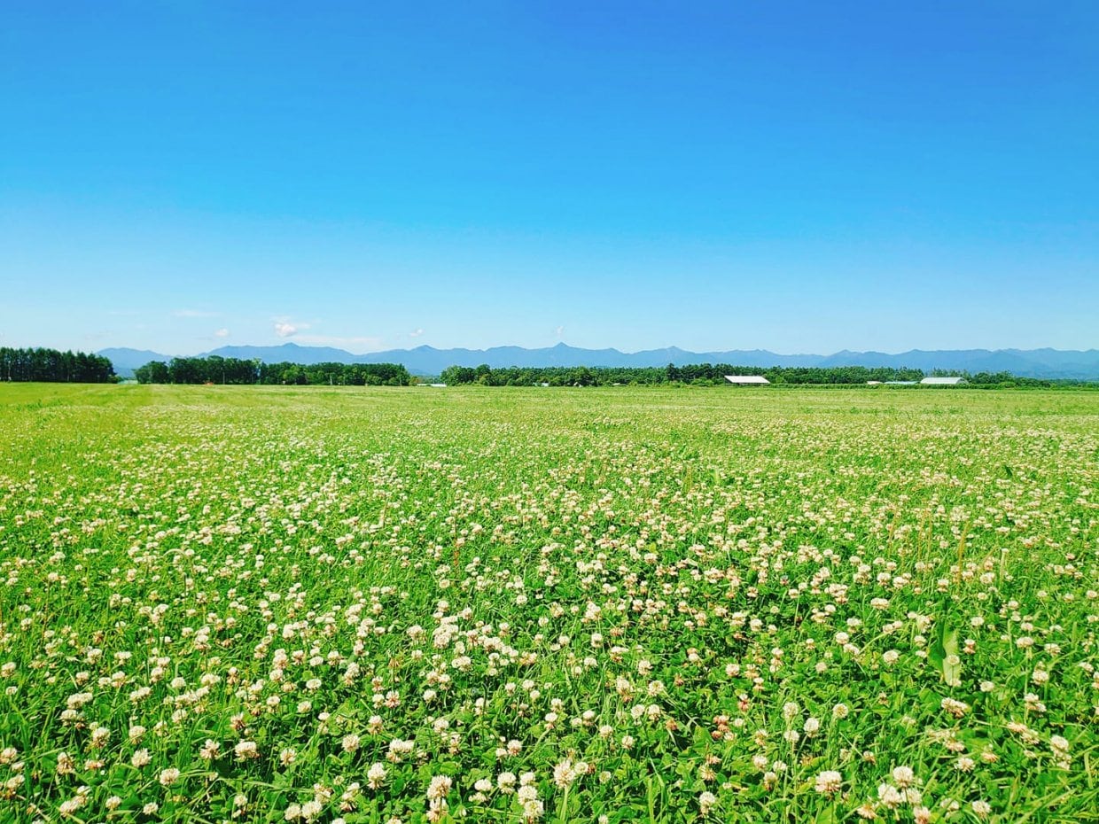 牧草地は白クローバーいっぱい♬