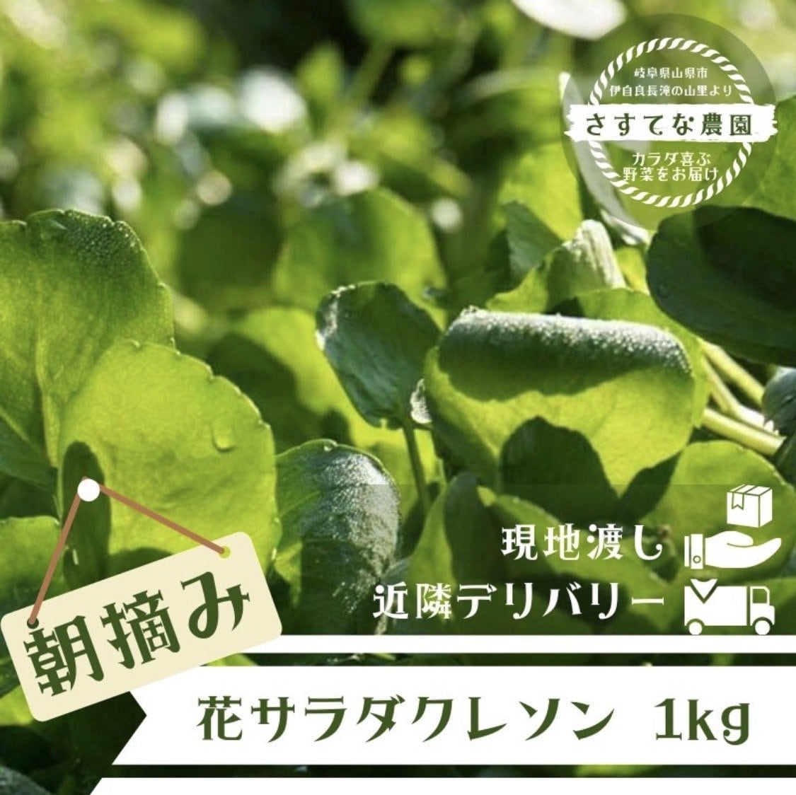 岐阜野菜通販[伊吹山さすてなファーム]SUGI農園 朝摘みクレソン