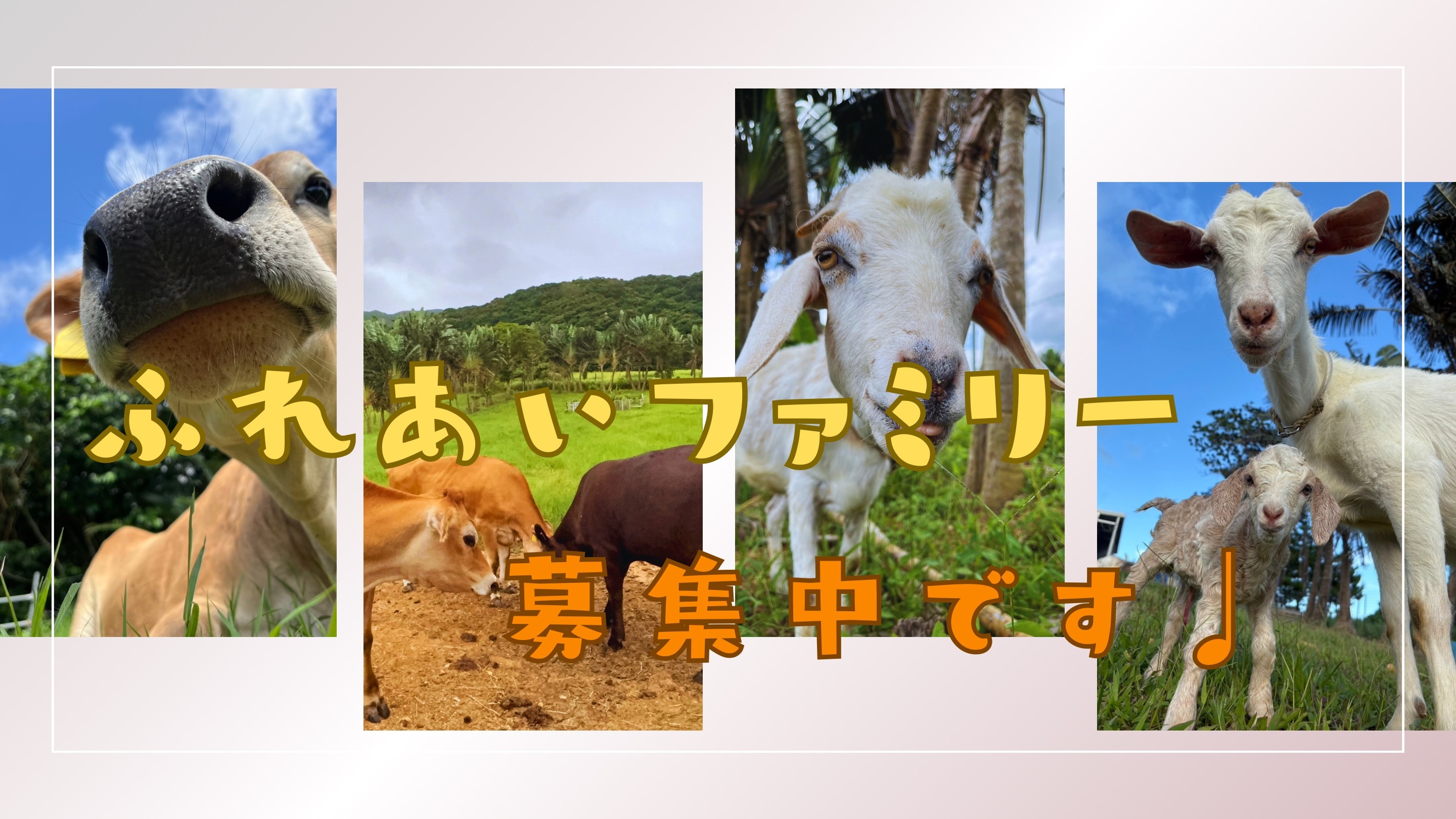 First Time in Africa 滝ゆみ 動物へのラブ シャンティファーム｜石垣島のジャージー牛と動物たちのふれあい牧場