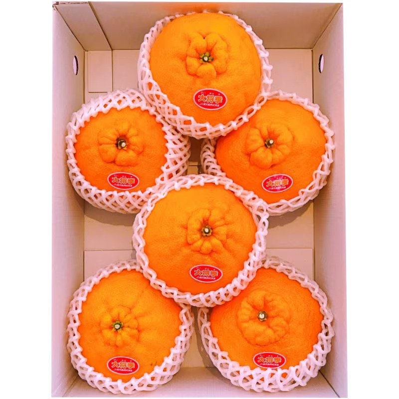 鹿児島県出水産|大将季|3kg|化粧箱 |6玉