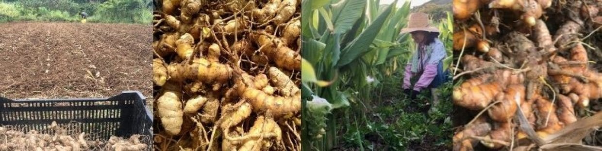 沖縄 自然栽培 ウコン