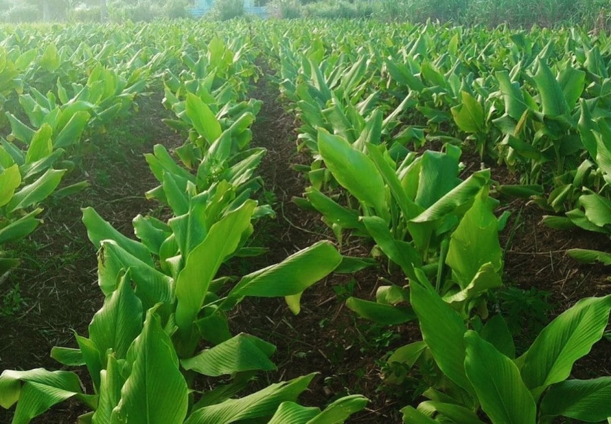 杉田農園おきなわ 自然栽培 ウコン