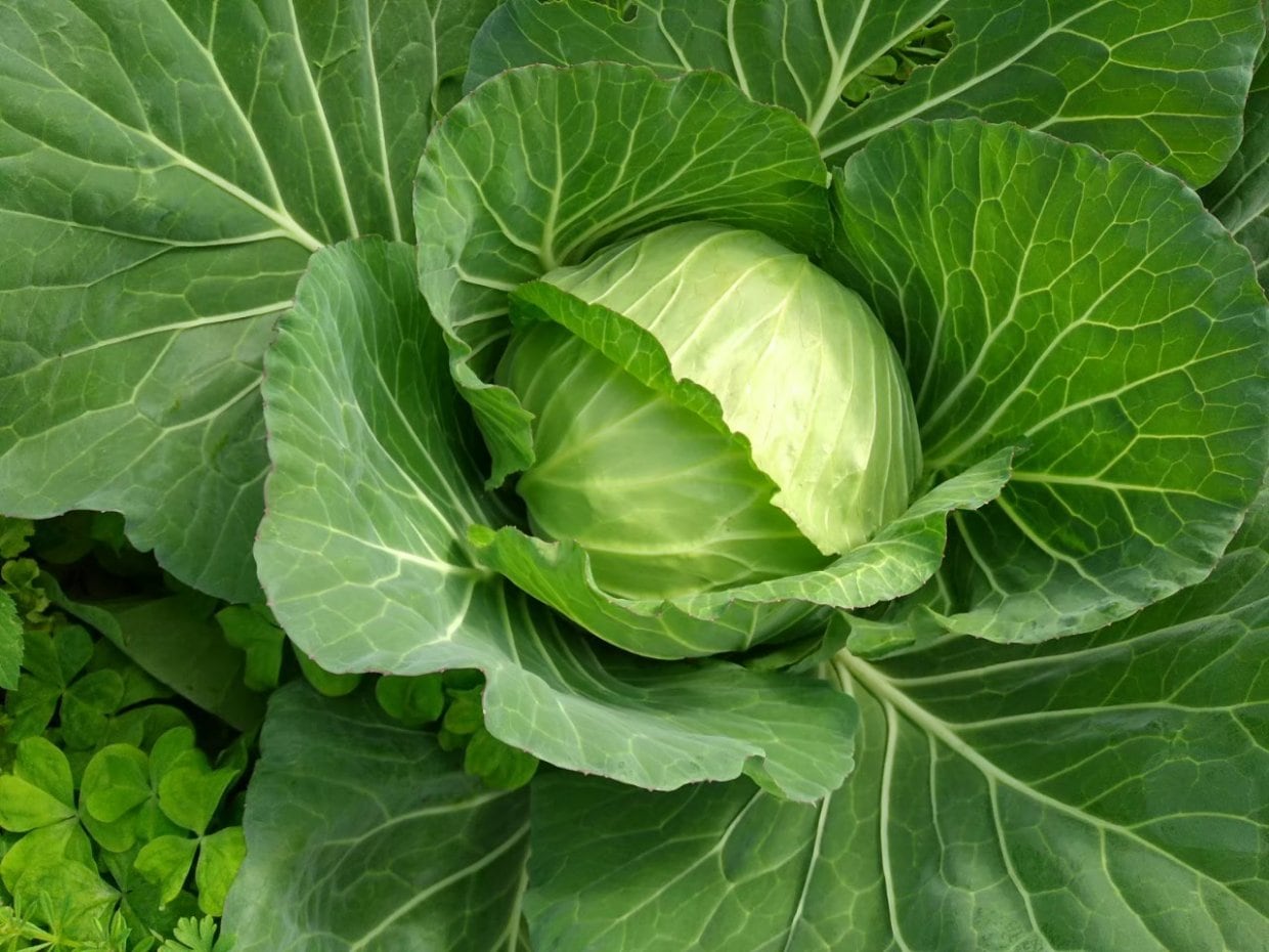 杉田農園おきなわ 無農薬 化学肥料不使用