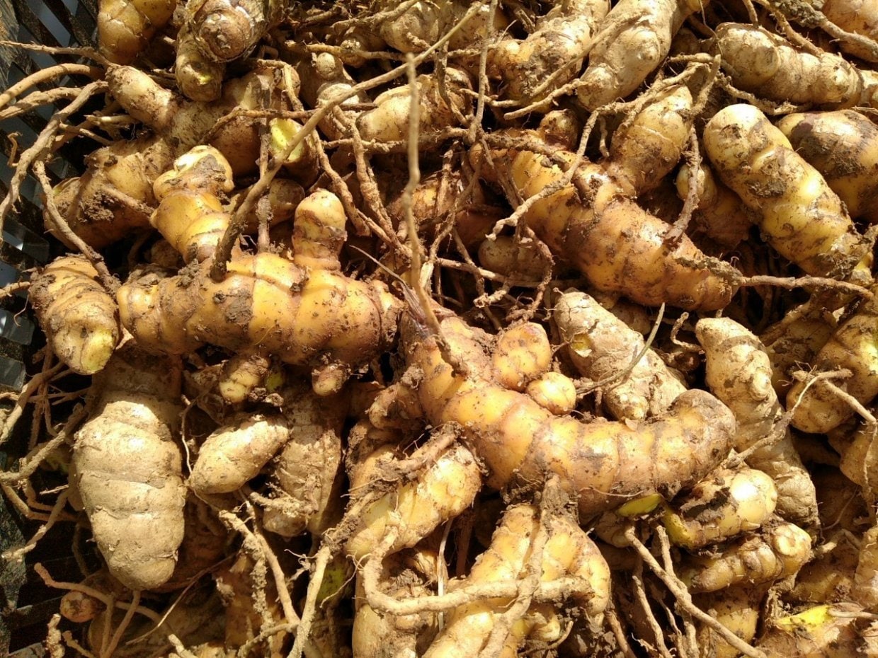 杉田農園おきなわ 自然栽培 春ウコン