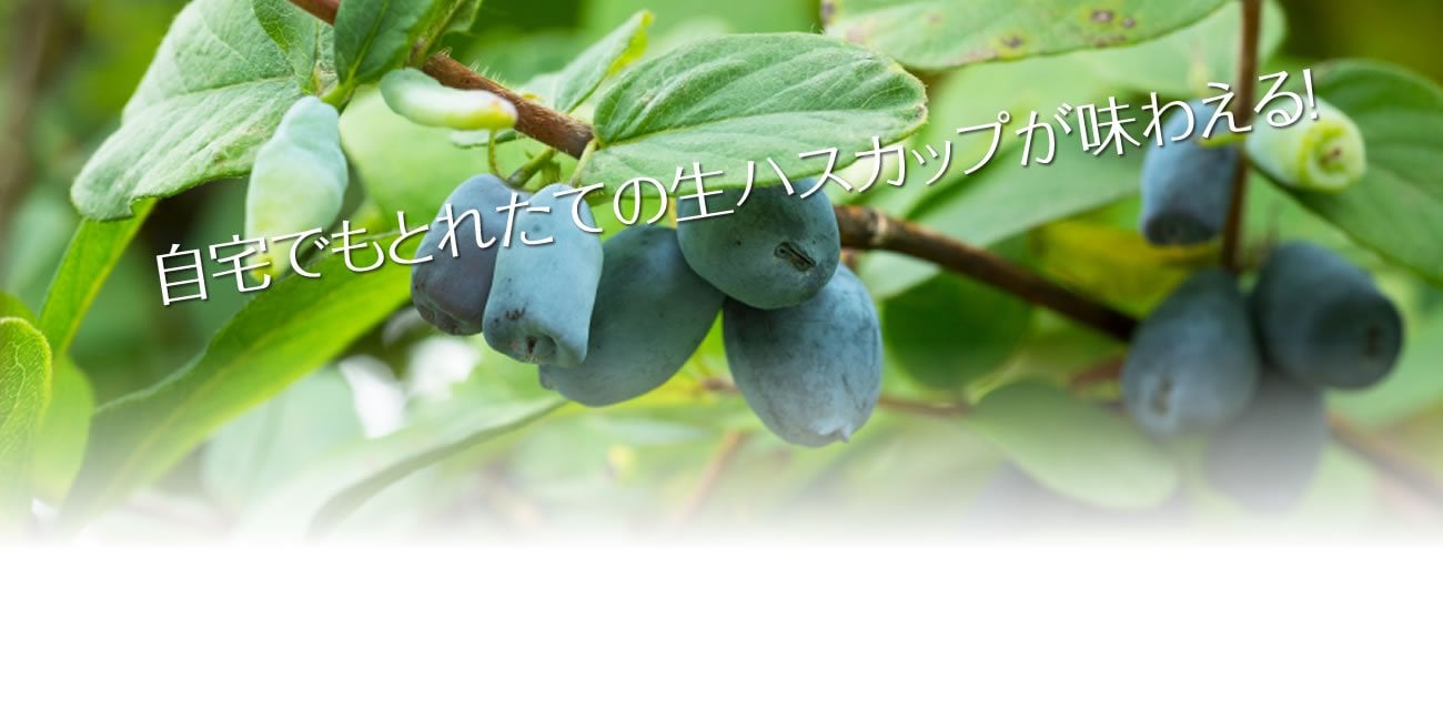 自宅でもとれたての生ハスカップが味わえる!
