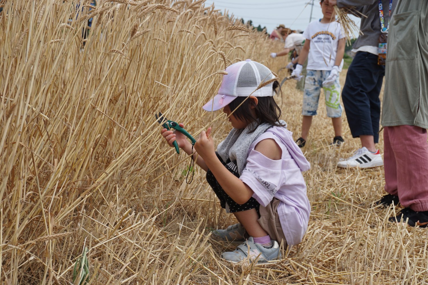 小麦収穫体験