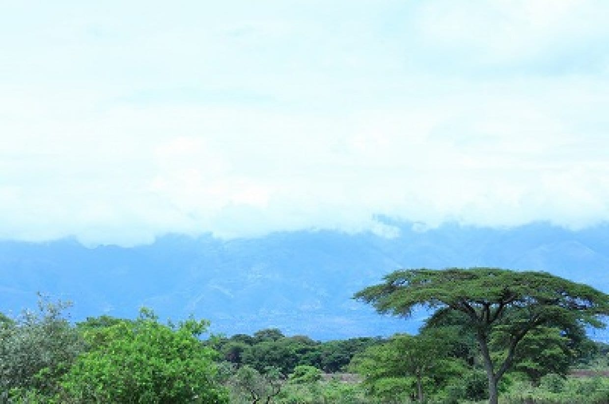 エチオピア　ゲイシャ種