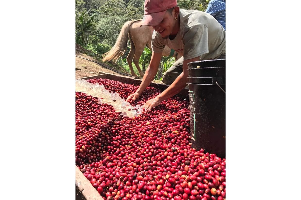 モンテクリスト農園