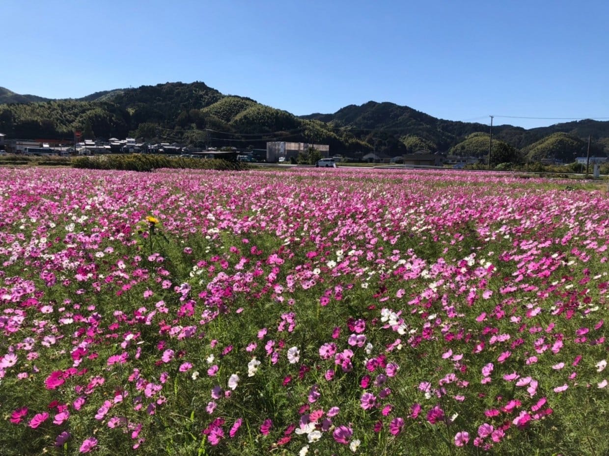 多気町　コスモス畑