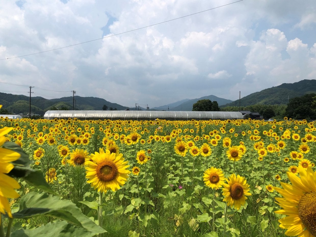多気町三疋田　ひまわり畑