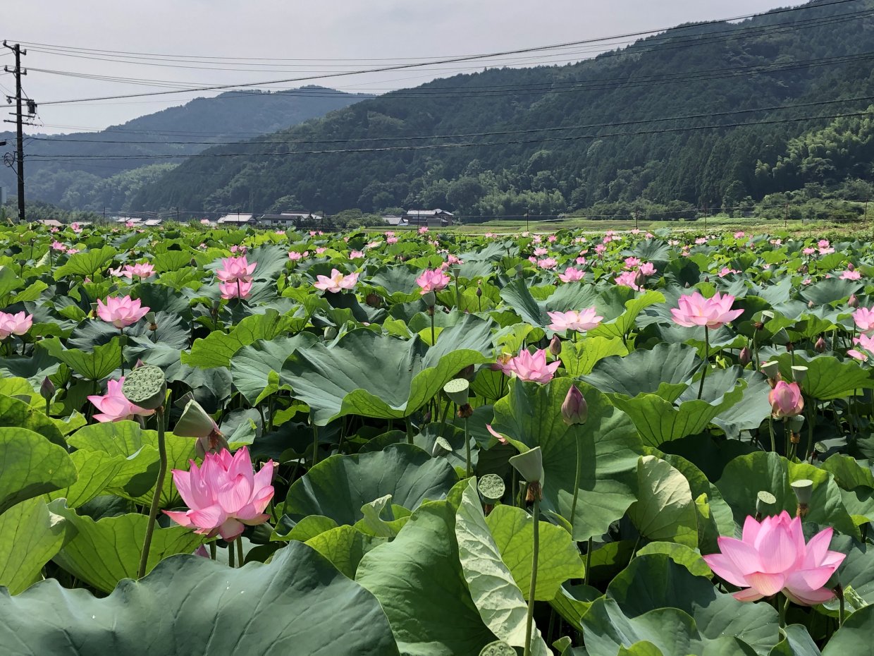 多気町牧の蓮池